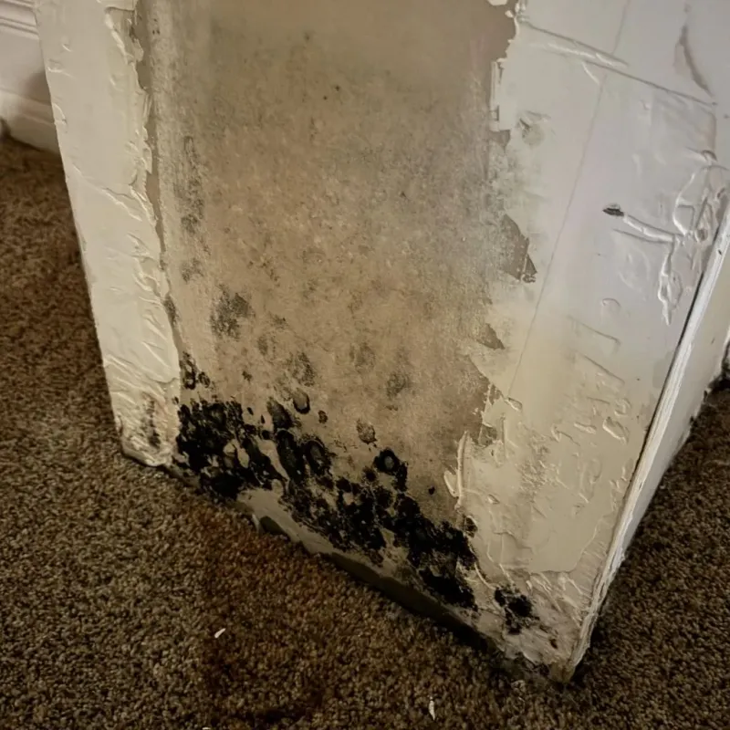 Professional Mold Removal in Stamps, AR